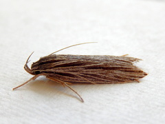 Leistarcha scitissimella