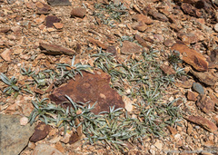 Raillardella argentea