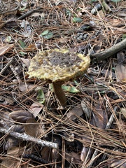 Suillus fuscotomentosus