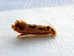 Moerarchis inconcisella