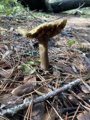 Suillus fuscotomentosus