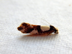 Monopis icterogastra