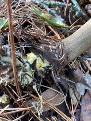 Suillus fuscotomentosus