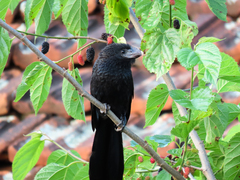 Crotophaga ani