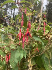 Fuchsia magellanica