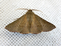 Oenochroma subustaria