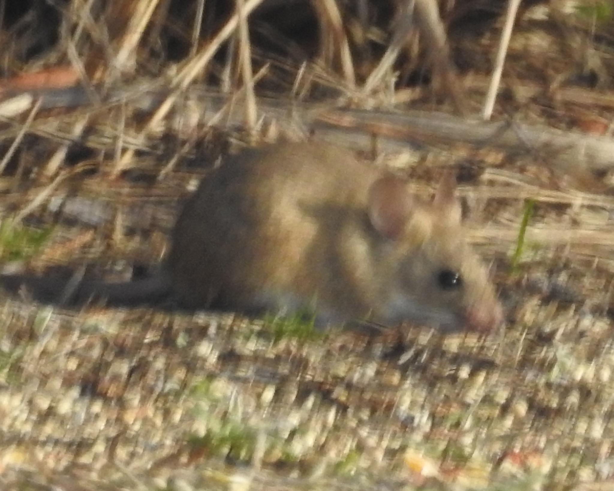 Mus musculus Linnaeus, 1758