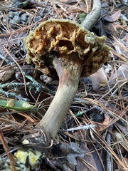 Suillus fuscotomentosus