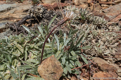 Raillardella argentea