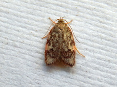 Oligoloba severa