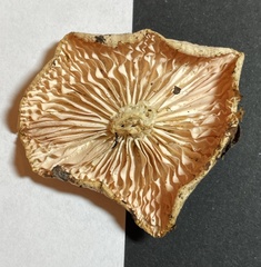 Clitocybe salmonilamella