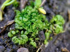 Sphaerocarpos texanus