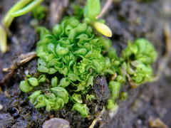 Sphaerocarpos texanus