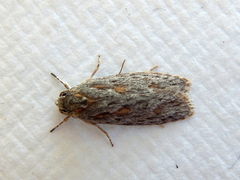 Phylomictis sarcinopa