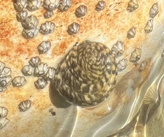 Nerita tessellata