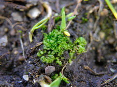 Sphaerocarpos texanus