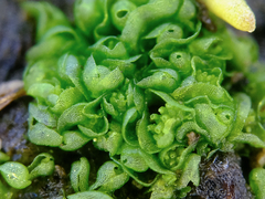 Sphaerocarpos texanus