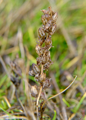 Triphysaria versicolor versicolor