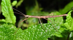 Candovia granulosa