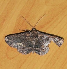 Pholodes sinistraria