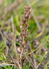 Triphysaria versicolor versicolor