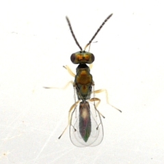 Eulophidae