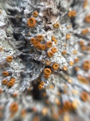 Brigantiaea leucoxantha