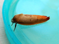 Ptyoptila matutinella