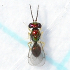Eulophidae