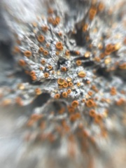 Brigantiaea leucoxantha