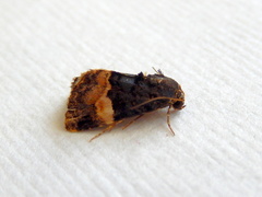 Pyripnoa pyraspis