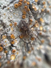 Brigantiaea leucoxantha