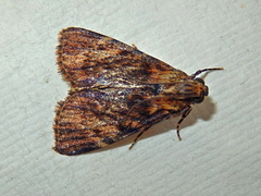 Salma cinerascens