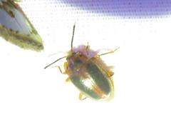 Epipocus cinctus