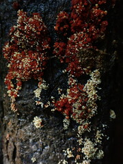 Corallonectria jatrophae