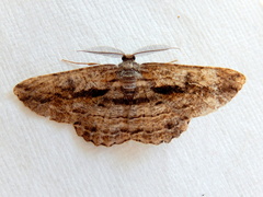 Scioglyptis chionomera