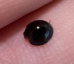 Chilocorus nigritus