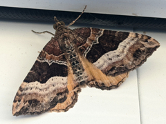 Chrysolarentia lucidulata