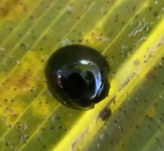 Chilocorus nigritus