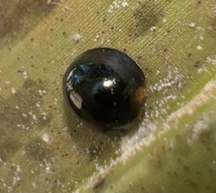 Chilocorus nigritus