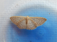 Scopula optivata