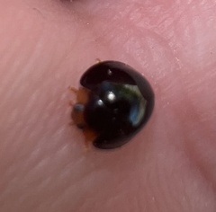 Chilocorus nigritus