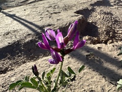 Astragalus crotalariae