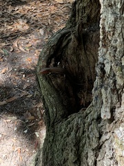 Plestiodon laticeps