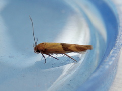 Stathmopoda auriferella