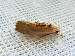 Tymbophora peltastis