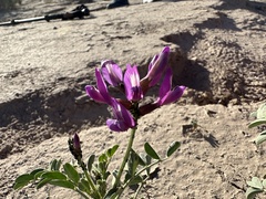 Astragalus crotalariae