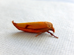 Wingia aurata