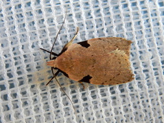 Zonopetala quadripustulella