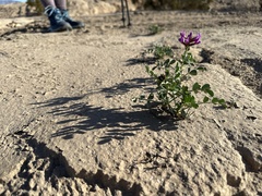 Astragalus crotalariae